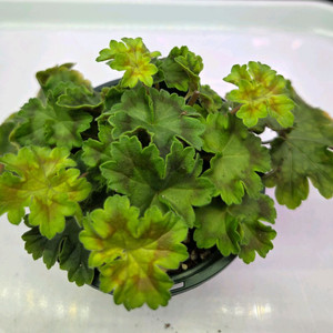 제라늄IV바스트로그