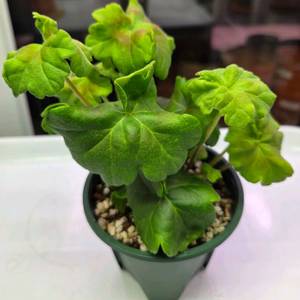 제라늄iv노스텔지어