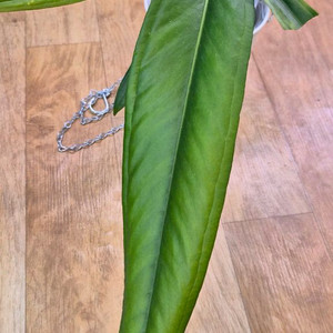 안스리움 바케리