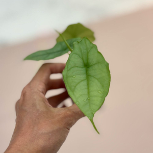 알로카시아 드래곤 블레스