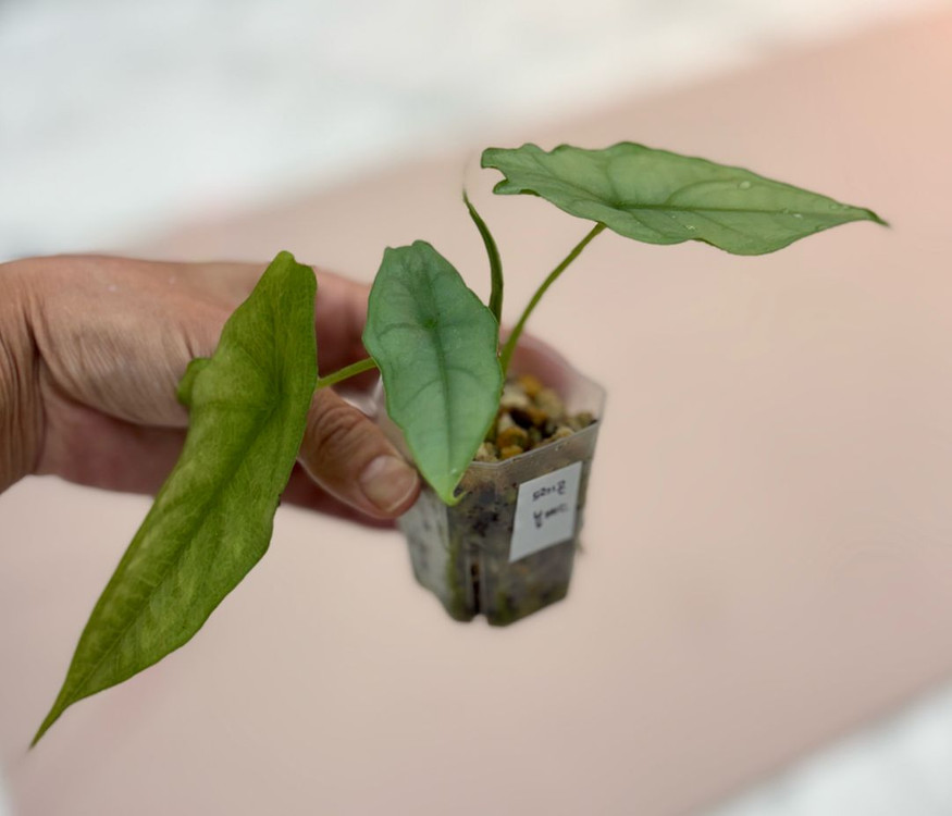 알로카시아 드래곤 블레스--2