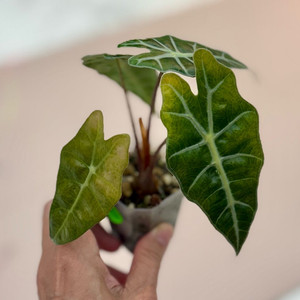 알로카시아 스플래쉬 트리컬러