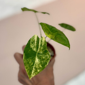 알로카시아 포니카타 옐로우 바리에가타