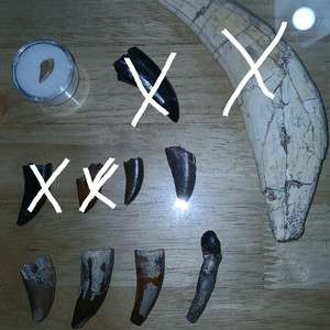 여러 공룡이빨화석 판매