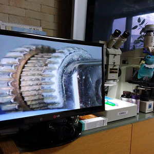 영상 실체현미경 대여렌탈 이미지