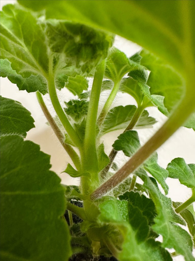 uv25.20 제라늄--1