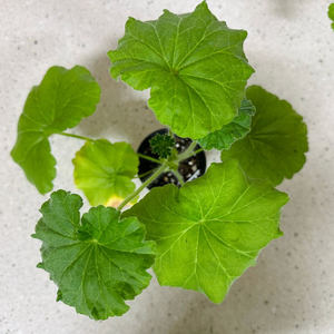 uv엘브루스 제라늄