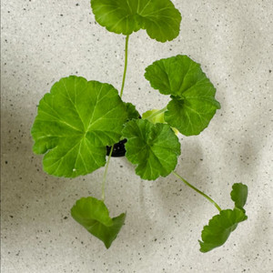 uv다나에 제라눔