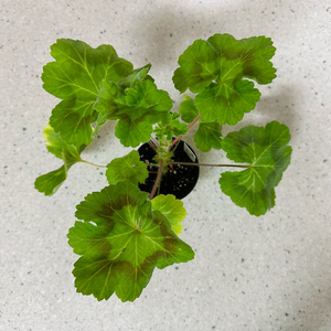 Ta마르셀 제라늄