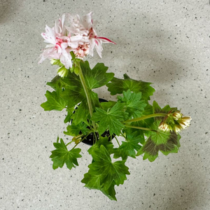 리차드호지슨 제라늄