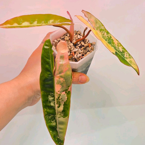 필로덴드론 빌리에티에 바리에가타( 조배x)