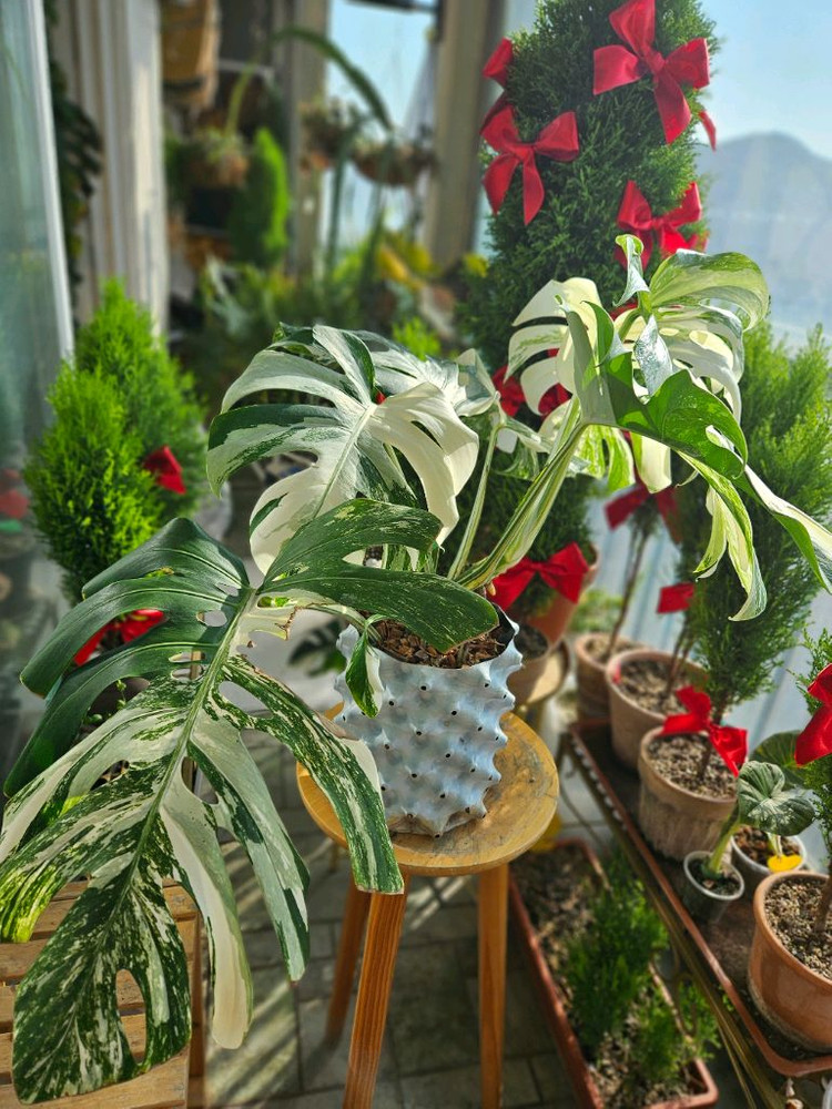 몬스테라 알보 보르시지아나--1