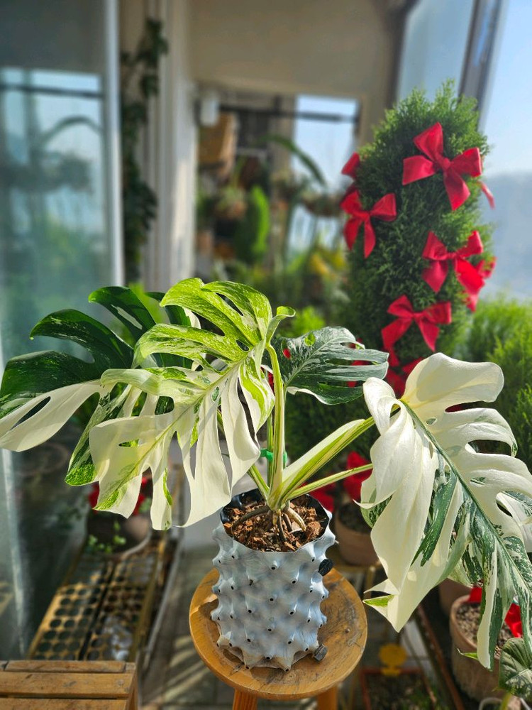 몬스테라 알보 보르시지아나--2