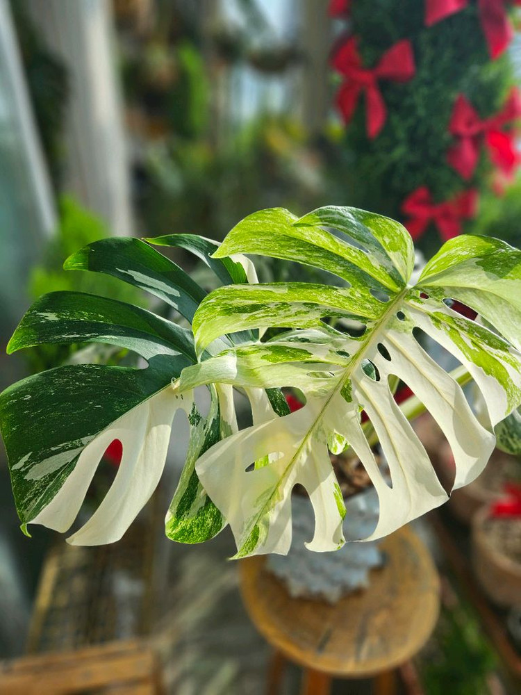 몬스테라 알보 보르시지아나--3