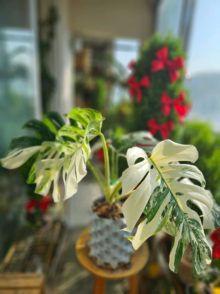 몬스테라 알보 보르시지아나--4