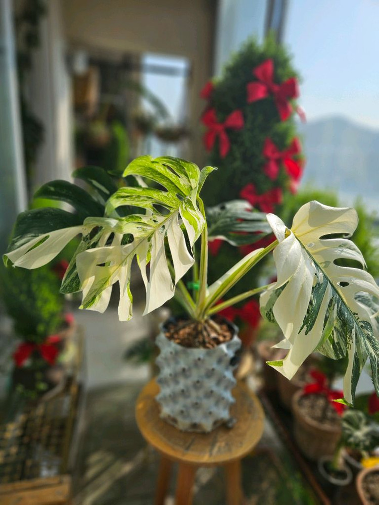 몬스테라 알보 보르시지아나--6