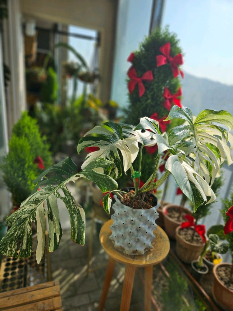 몬스테라 알보 보르시지아나--7