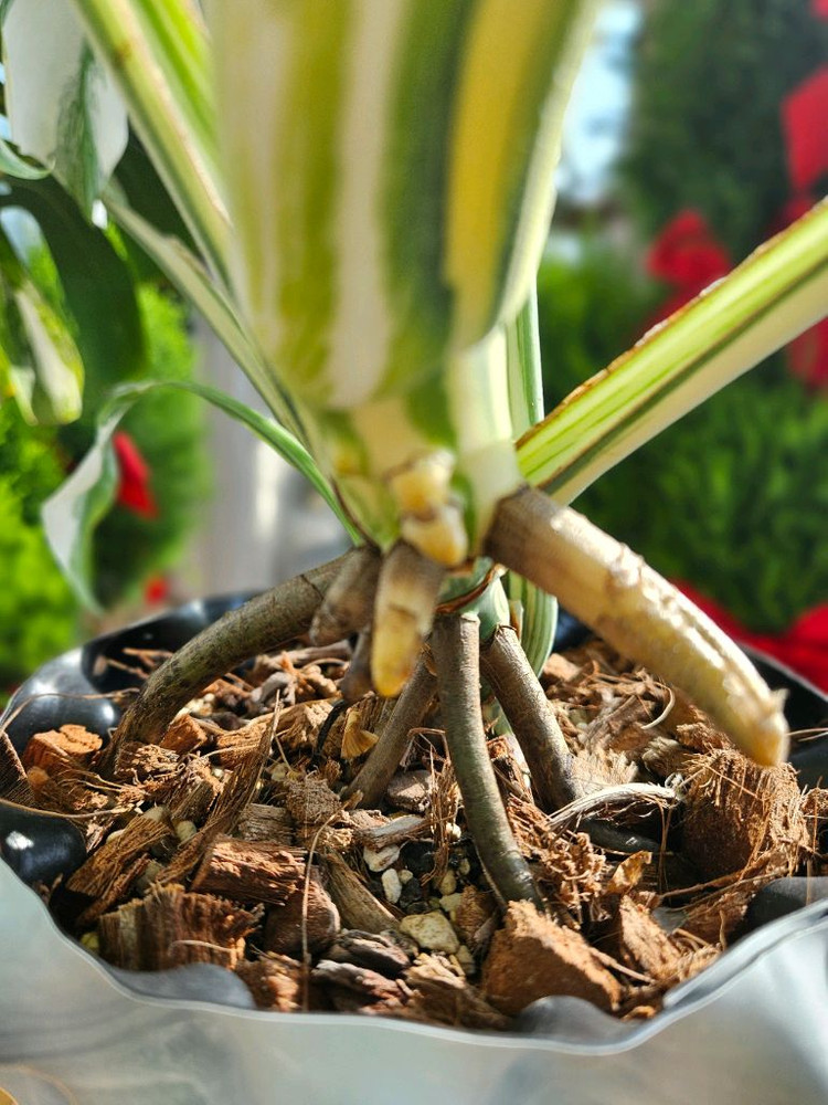 몬스테라 알보 보르시지아나--8