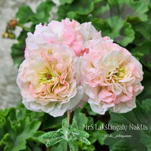 제라늄 MrS 나이팅게일의밤