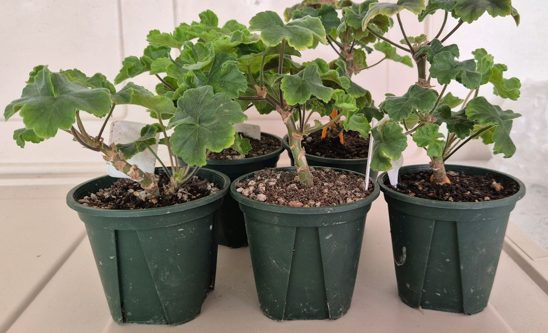 제라늄 MrS 나이팅게일의밤--1