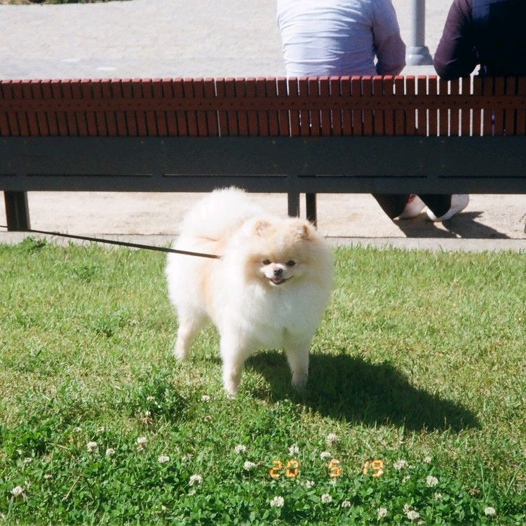 캐논 오토보이 TELE 필름 카메라 (빈티지 카메라) 이미지