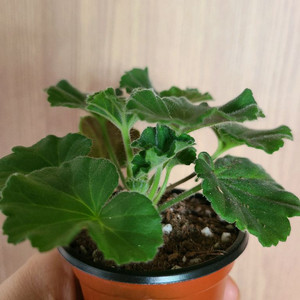 러시아제라늄 챠밍보르도