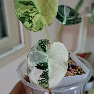 알로카시아 블랙벨벳 화이트핑크 바리에가타