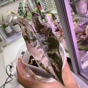 특무천 알로카시아 푸세이도 핑크(10.5센티)