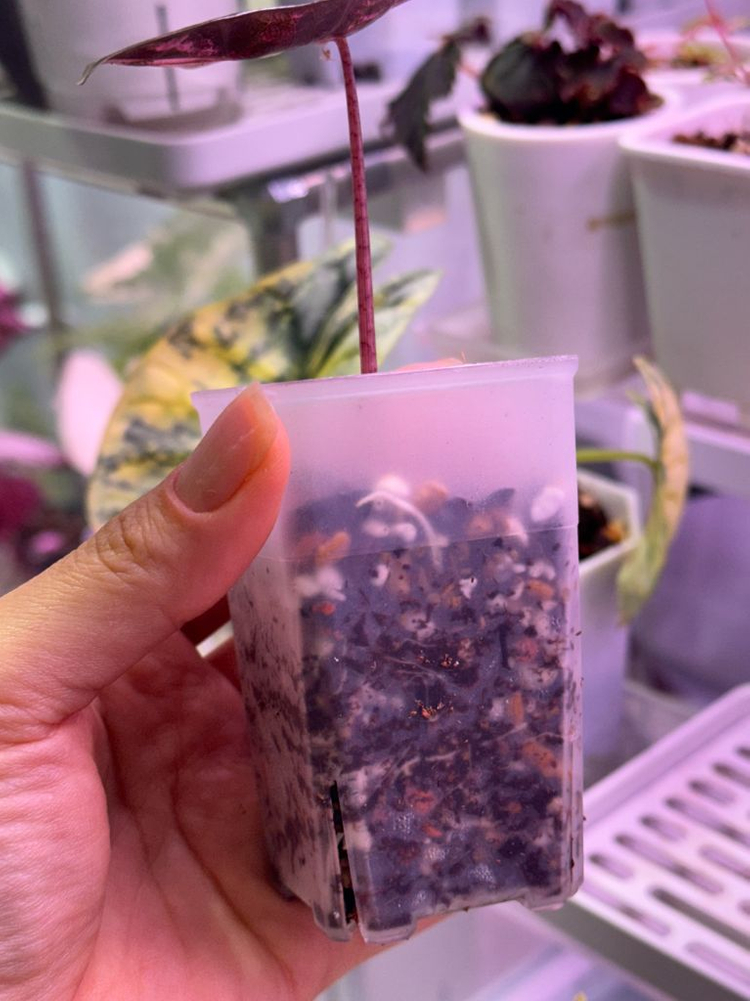 특무천 알로카시아 푸세이도 핑크(10.5센티)--2