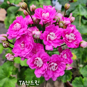 제라늄. 타.산드린. 심프랄린