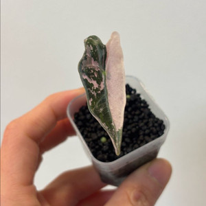 알로카시아 노빌리스 핑크 바리에가타