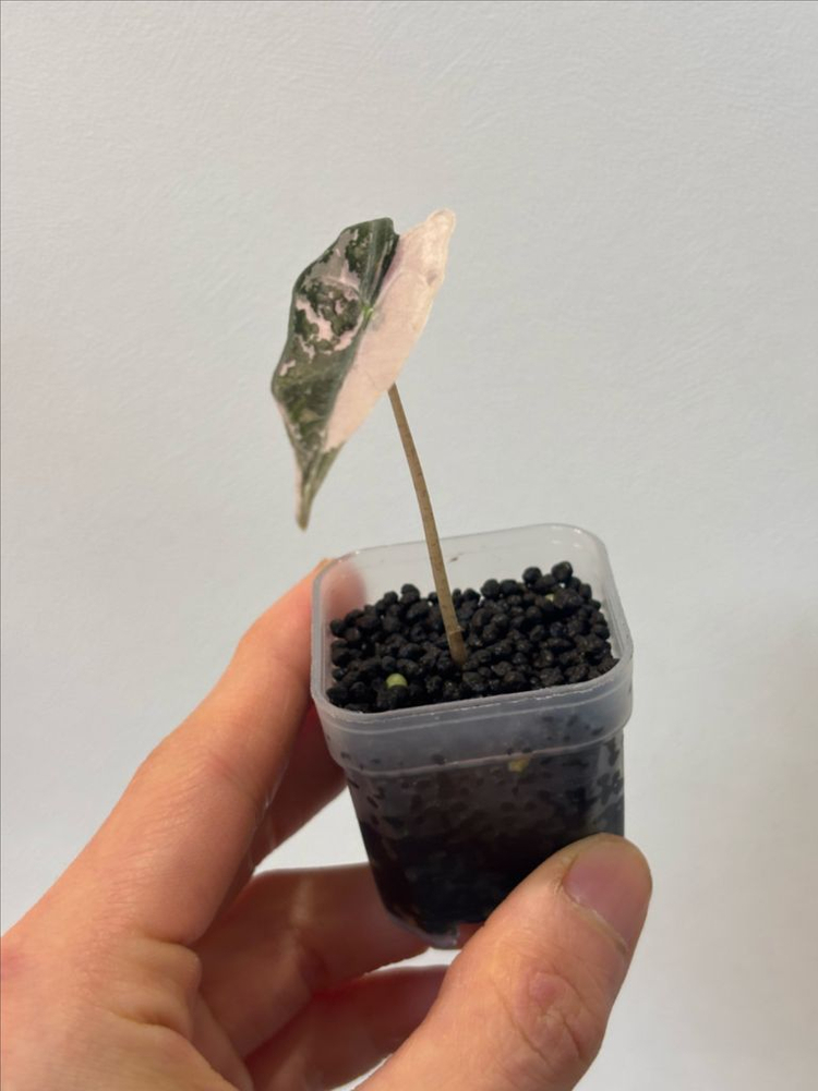 알로카시아 노빌리스 핑크 바리에가타--1