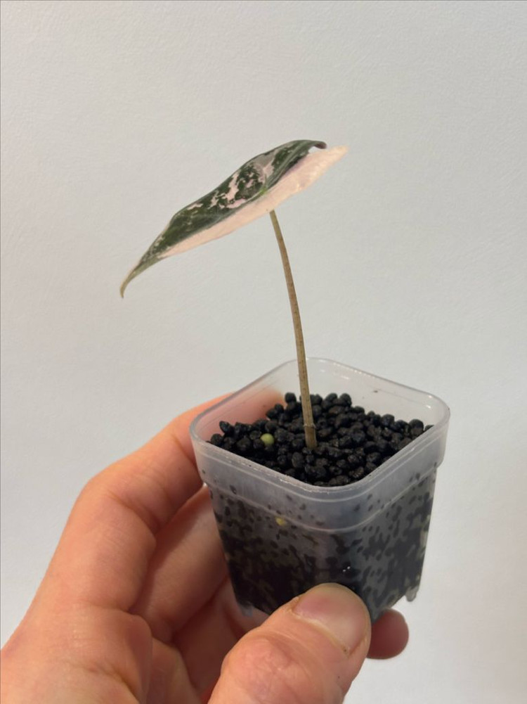 알로카시아 노빌리스 핑크 바리에가타--2