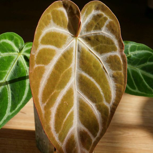 안스리움 실버맥스