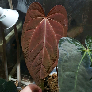 안스리움 에오스+안톨라키 selected