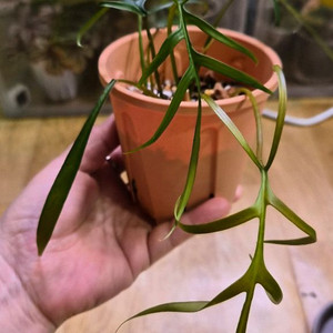 필로덴드론 폴리포디오이데스