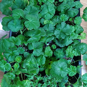 제라늄 개별분양