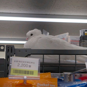 x5 시즌권 구매합니다 이미지