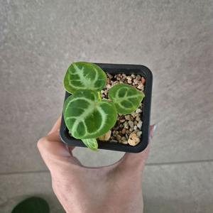 안스리움 도라야끼 실버