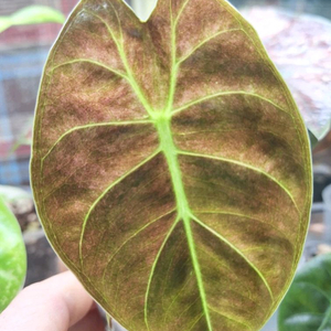 알로카시아 핑크본