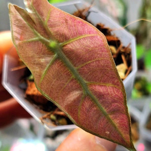 알로카시아 아마조니카 스테인