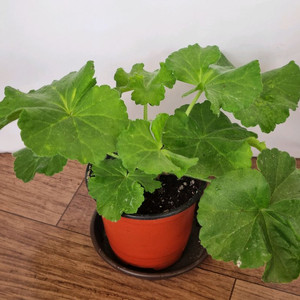 yuz벨에포크 제라늄