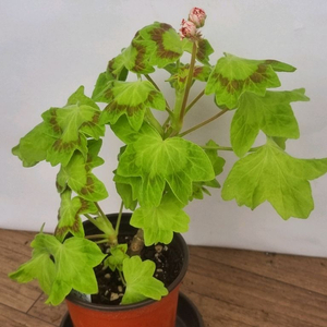 사랑노을 중품 제라늄