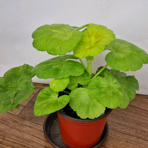 쥬쥬낭만 제라늄