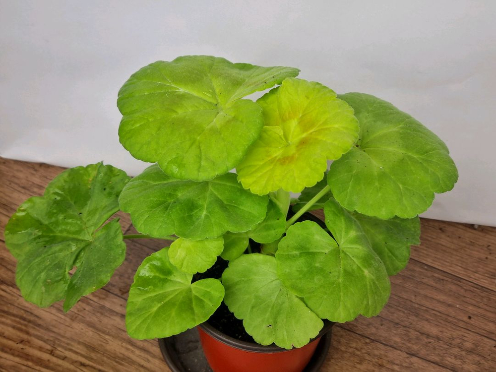 쥬쥬낭만 제라늄--1