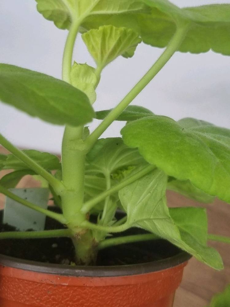 쥬쥬낭만 제라늄--2