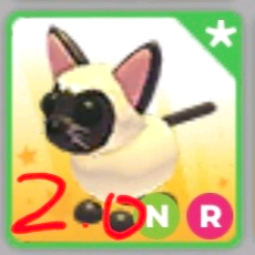 입양하세요 네온 샴 고양이 이미지