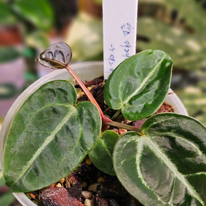 안스리움 매그니피컴 &닥터블락 미쉘자라 ㅡ매그미쉘