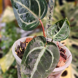 안스리움 매그니피컴 +미쉘자라 닥터블락 ㅡ매그미쉘