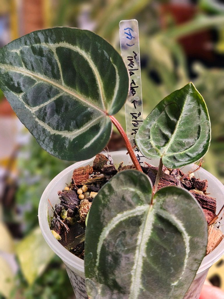 안스리움 매그니피컴 +미쉘자라 닥터블락 ㅡ매그미쉘--1